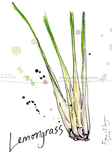 Culinary Herb - Lemongrass - food painting by artist Fiona Morgan of wherefishsing
