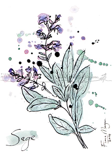 Culinary Herb - Sage - food painting by artist Fiona Morgan of wherefishsing