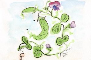 Bello Food Gardening - snowpeas