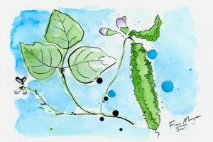 Bello Food Gardening - winged bean