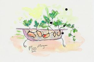 Bello Food Gardening - sweet potato