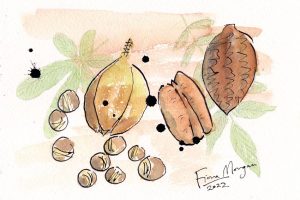 Bello Food Gardening - pecan, saba nuts