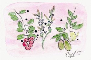 Bello Food Gardening - native berries