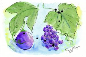 Bello Food Gardening - grapes, passionfruit