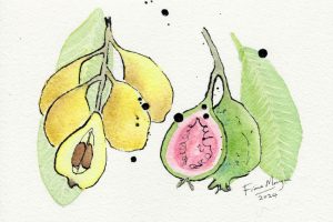 guavaloquat