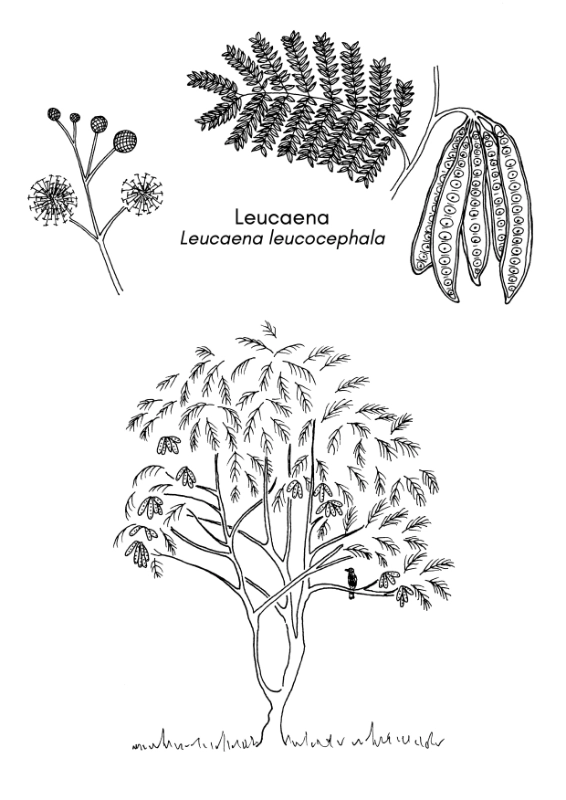 final-leucaena800